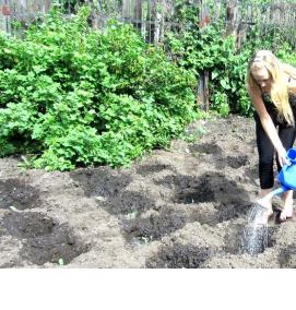 селитра для рассады - тип 1