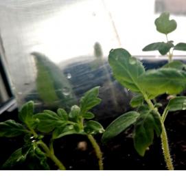 селитра для рассады - тип 2