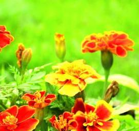 семена цветов на рассаду - тип 1