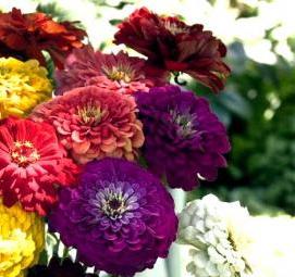 семена цветов на рассаду - тип 4