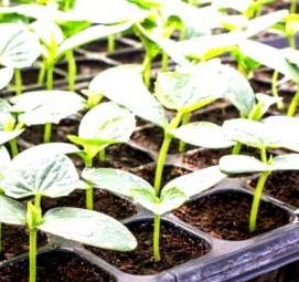 семена цветов на рассаду - тип 3