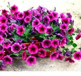 семена цветов на рассаду - тип 2