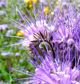 семена фацелии - тип 4