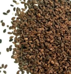 семена фацелии - тип 2