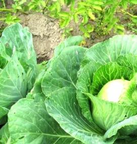 семена капусты на рассаду - модель 1