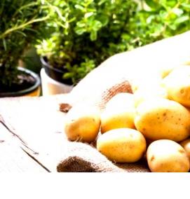 семена картошки - тип 3