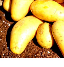 семена картошки - тип 2