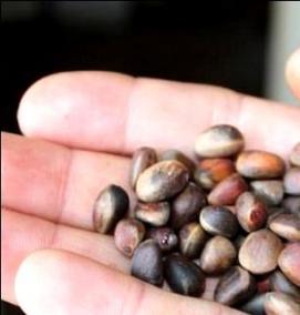 семена кедра - тип 1