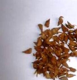 семена кедра - тип 2