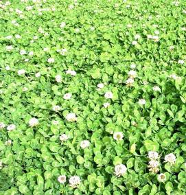 семена клевера для газона - вариант 4