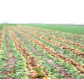 семена кормовой свеклы - тип 1