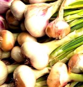 семена лука - модель 1