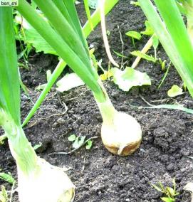 семена лука эксибишен - модель 3