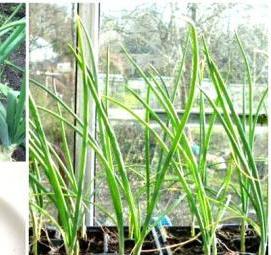 семена лука репчатого - вариант 3