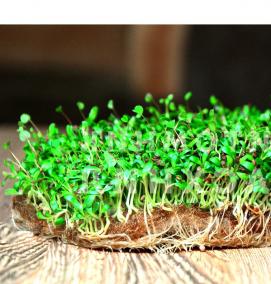 семена микрозелени - модель 4