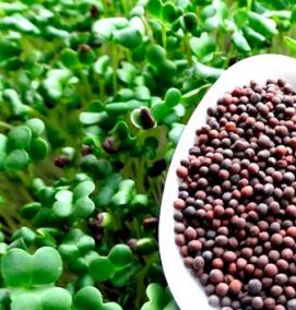 семена микрозелени - модель 3