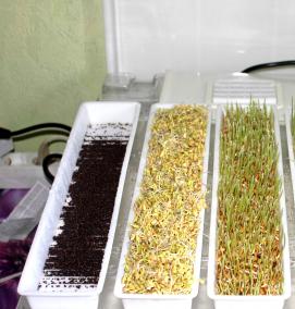 семена микрозелени - модель 2