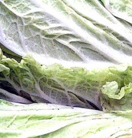 семена пекинской капусты - тип 1