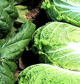 семена пекинской капусты - тип 4