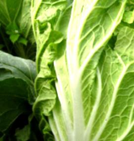 семена пекинской капусты - тип 3