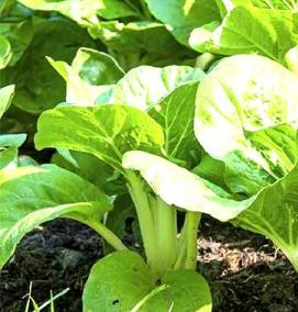 семена пекинской капусты - тип 2