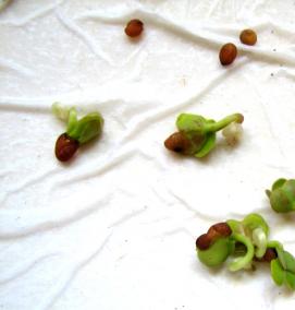 семена редиса - модель 1