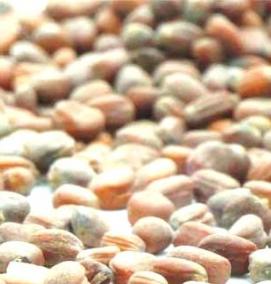 семена редиса - модель 3