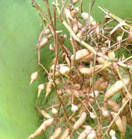 семена редиса - модель 2