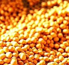 семена сои - модель 4