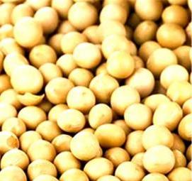 семена сои - модель 3