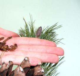 семена сосны - тип 1