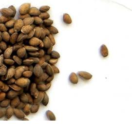 семена сосны - тип 3