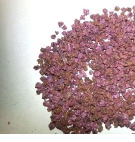 семена свеклы - модель 1