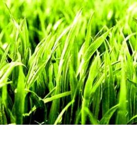 семена травы для газона - модель 1