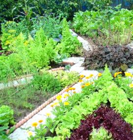 серые грядки - вариант 2