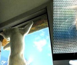 сетка антимоскитная антикошка - модель 4