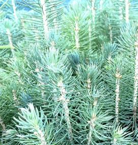 сеянцы саженцы хвойные - тип 1