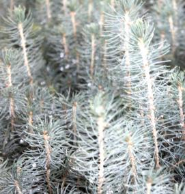 сеянцы саженцы хвойные - тип 4