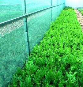 сеянцы саженцы хвойные - тип 3