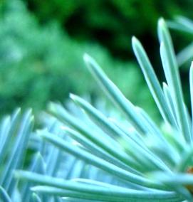 сеянцы саженцы хвойные - тип 2