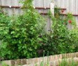 шифер под плитку - вариант 2