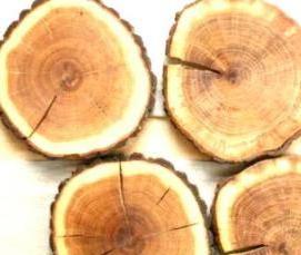 шпон Карагач - модель 3