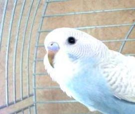 синий отлив - тип 2