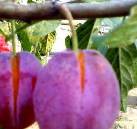 слива русская саженцы - модель 2