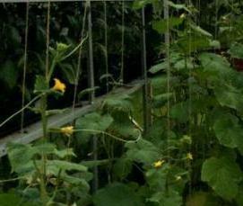 современные мини теплицы - модель 3