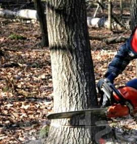 спил деревьев - тип 1