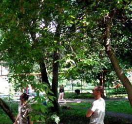 спил крупного дерева - модель 4