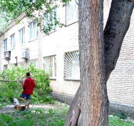 спил крупного дерева - модель 3