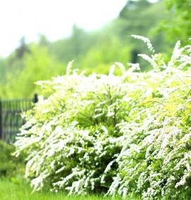 спирея грефшейм саженец - тип 1