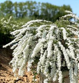 спирея грефшейм саженец - тип 4